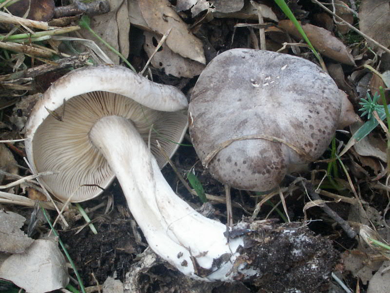 2 dic. Bosco Ficuzza